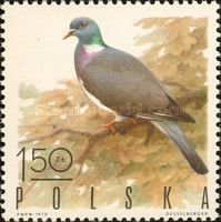 Wood Pigeon (Columba palumbus)