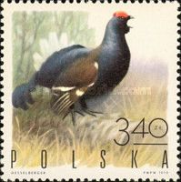 Black Grouse (Lyrurus tetrix)