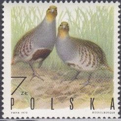 Gray Partridge (Perdix perdix)