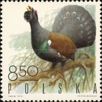 Western Capercaillie (Tetrao urogallus)