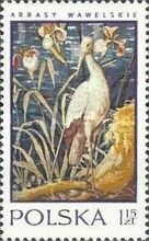 Draw of a White Stork (Ciconia ciconia)