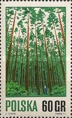 Tree Measurements