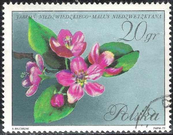 Apple Tree (Malus niedzwetzkyana)