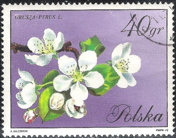 Pear Tree (Pyrus domestica)