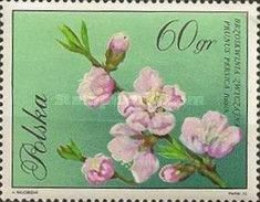 Common Peach (Prunus persica)