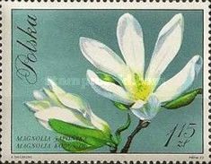 Japanese Magnolia (Magnolia kobus)