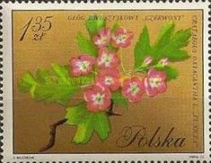 Hawthorn (Crataegus oxyacantha)