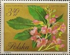 Red Horse Chestnut (Aesculus carnea)