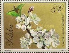 Cherry (Prunus avium)