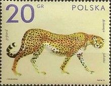 Asian Cheetah (Acinonyx jubatus)