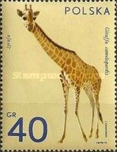 Giraffe (Giraffa camelopardalis)