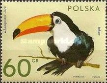 Giant Toucan (Ramphastos toco)