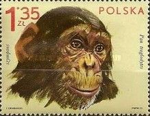 Chimpanzee (Pan troglodytes)