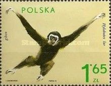 Lar Gibbon (Hylobates lar)