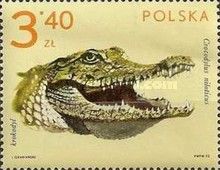 Nile Crocodile (Crocodylus niloticus)