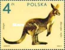 Red Kangaroo (Macropus rufus)