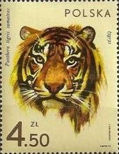 Sumatran Tiger (Panthera tigris sumatrae)