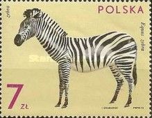 Mountain Zebra (Equus zebra)