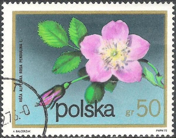 Alpine Rose (Rosa pendulina)