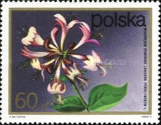 Honeysuckle (Lonicera periclymenum)