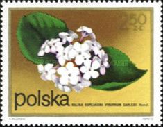 Arrowwood (Viburnum carlesii)