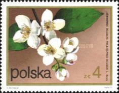 Mock orange (Philadelphus delavayi)
