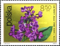 Lilac (Syringa vulgaris)