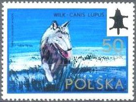 Wolf (Canis lupus)