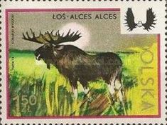 Moose (Alces alces)
