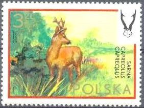 Western Roe Deer (Capreolus capreolus)