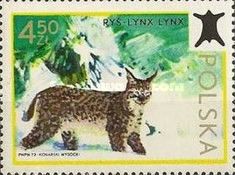 Eurasian Lynx (Lynx lynx)