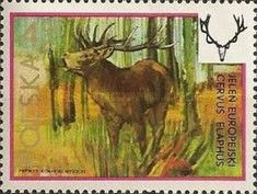 Red Deer (Cervus elaphus)