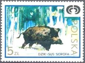 Wild Boar (Sus scrofa)