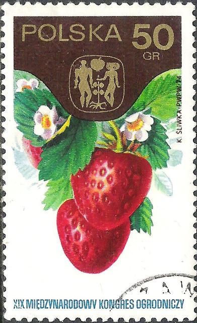 Strawberries (Fragaria grandiflora)