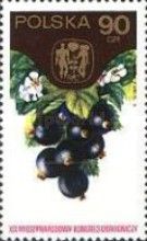 Black Currants (Ribes nigrum)
