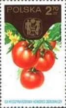 Tomatoes (Lycopersicon esculentum)