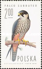Eurasian Hobby (Falco subbuteo)