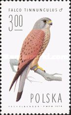 Common Kestrel (Falco tinnunculus)