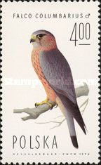 Merlin (Falco columbarius)