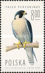 Peregrine Falcon (Falco peregrinus)