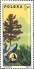 Swiss Pine (Pinus cembra), badge and Tatra Mountains