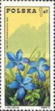 Spring Gentian (Gentiana verna) - Tatra Mountains