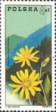 Mountain arnica (Arnica montana) in Beskids Mountains