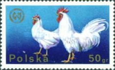 Poultry (Gallus gallus domesticus)