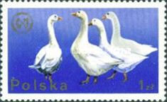 Domestic Geese (Anser anser domestica)