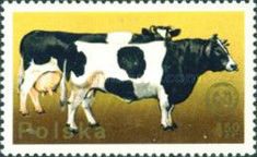 Cattle (Bos primigenius taurus)