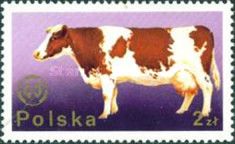 Cow (Bos primigenius taurus)