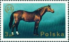 Wielkopolska Horse (Equus ferus caballus)
