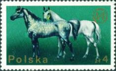 Wielkopolska Horse (Equus ferus caballus)