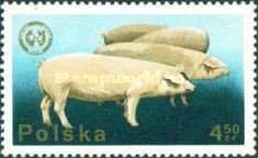 Domestic Pig (Sus scrofa domestica)